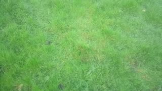 Test grass