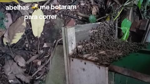 Abelhas 🐝 me colocaram para correr