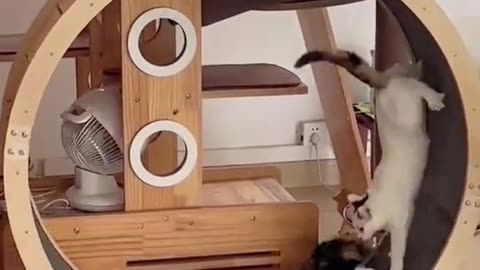 "Purrfectly Playful: Hilarious Moments of Cats Having Fun!"