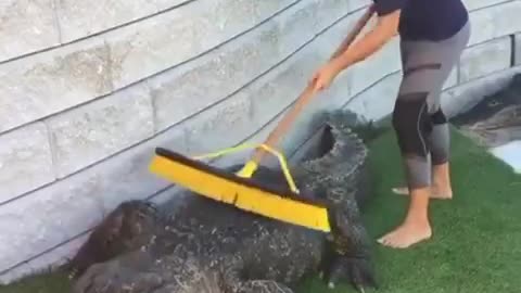 The crocodile is taking a shower