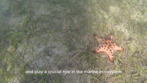 This Is Why You Should Never Touch Starfish