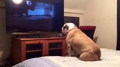 Bulldog watches a horror movie, does something INCREDIBLE during scary scene
