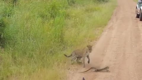 leopard 🐆 vs monitor lizard 🦎# real fight video