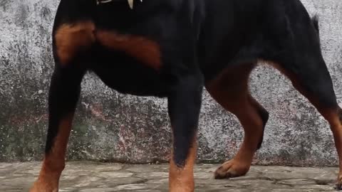 Angry Rottweiler part 2 dog barking sound |💥 #rottweiler #viral #viralshorts #shorts