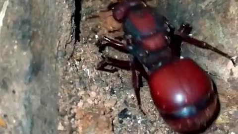 queen leafcutter ant digging her anthill