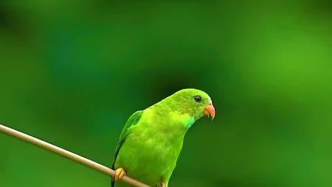 Vernal hanging parrot #reels #reelsvideo #reelsinstagram #trendingreels #viral #wildlifephotography