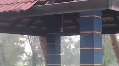 The mischief of the monkey on the roof