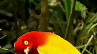 The Amazing Birds