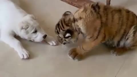 Puppy vs tiger WAR