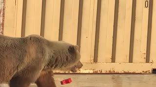 Bear Sow and Her Cubs Rummage Around Dumpsters