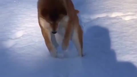 Why are some dogs afraid of cold. But some dogs like playing in the snow?