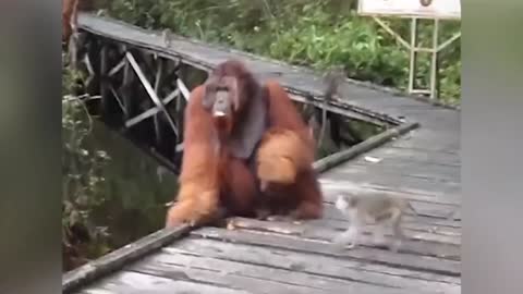 Monkey Steals Banana from Indonesian Orangutan's Mouth 'Instant Regret'