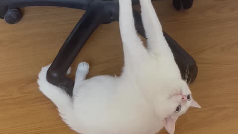 Janggo the Cat Hanging From Computer Chair Needs Help