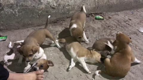 Baby Dogs Playing moment