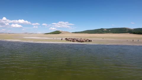 Zoom in from lake in mongolia to herd of horses walking along the water. Aerial
