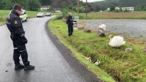 Politiet jager sinte svaner