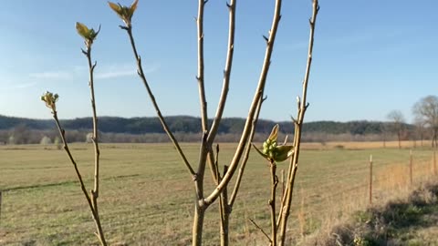 Early spring may lead to loss of blooms