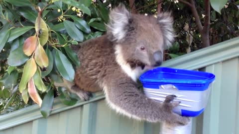 Thirsty Koalas Compilation