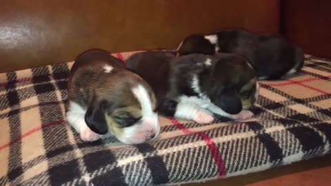 Beagle Puppies 5 Days Old