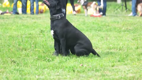 Basic Dog Training – TOP 10 Essential Commands Every Dog Should Know!