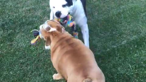 Bulldog besties playing together