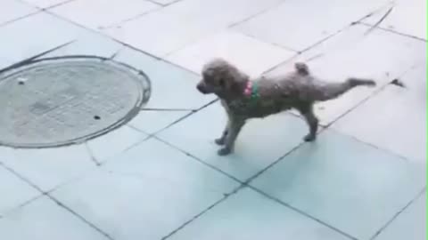 This Adorable dog can dance and dances with owner hapilly.