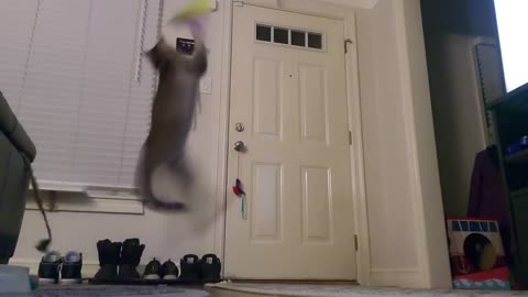 Kitten Acrobatics