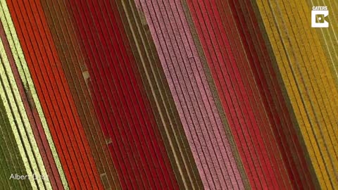 Tulip Field Blossom In Holland