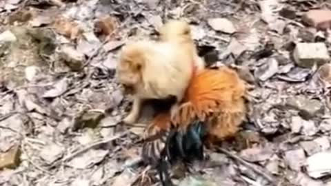 Chicken Vs Dog Crazy and Funny Fight - Funny and Crazy Dogs and chicken