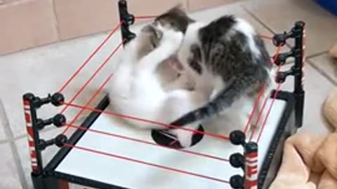 cats fight epic battle to the death