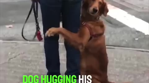 Dog hugging to the owner on the street ❤️🐶