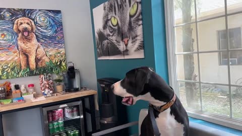 Great Dane not excited to go to the vet