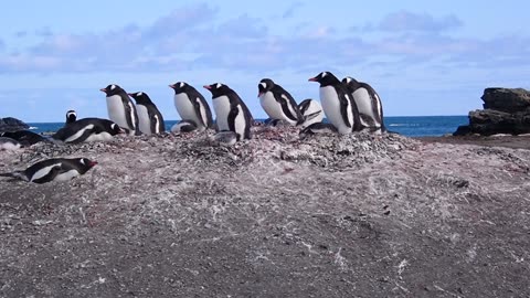 Gentoo Penguins at their nests, with chicks. Elephant Point, Antarctica