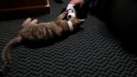 Cat playing with laughing toy #cat #cute #cats #cattoy #playingcat #pets #petlover