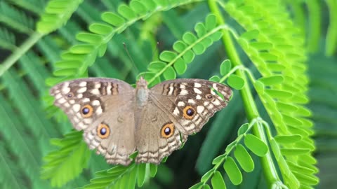 Beautiful Butterfly