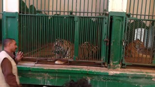 Tiger Pretend to be safe Until He acts Weird