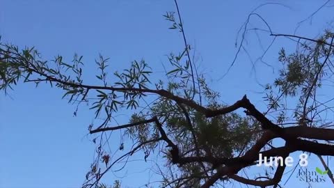 Progress Update on Tree Revival at Fresno Chaffee Zoo