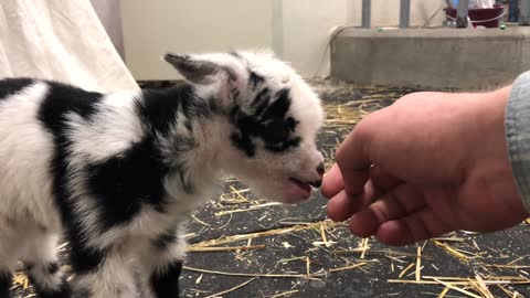 Baby Goat 🐐 Making Beautiful Noise