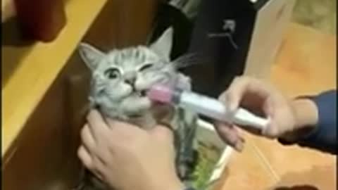 Cats injection complications