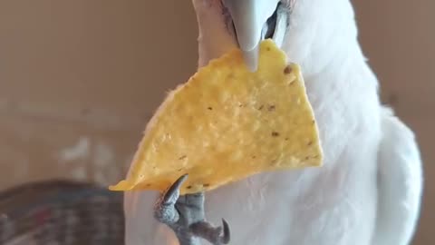 parrot eating snack