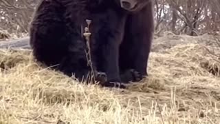 Biggest bear ever seen !! Massive Bear