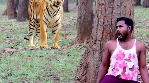 Horrible tiger video animallove tiger #tiger #video #normal video hashtag