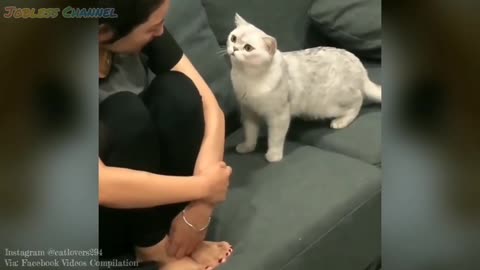 cute cat with master