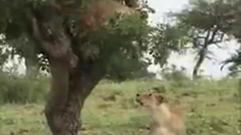 Lions vs baboon