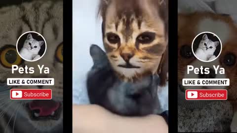 Top Funny Hilarious Reaction Of Pets 💗 Cute funny Cats and Dogs 💗 filter tik tok Aww #19 - Pets Ya