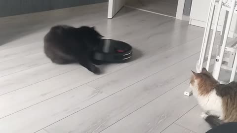 Robot Vacuum Runs Over Cat's Tail