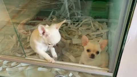 Puppy argues with puppy for taking her out for walk