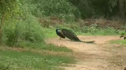 Peacock Dance in Forest