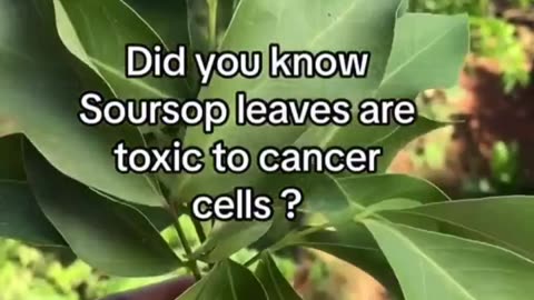 The soursop plant is excelent against cancer