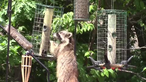 Nature with raccoons